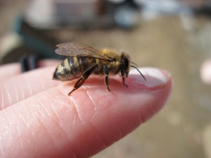 Bee on My Finger